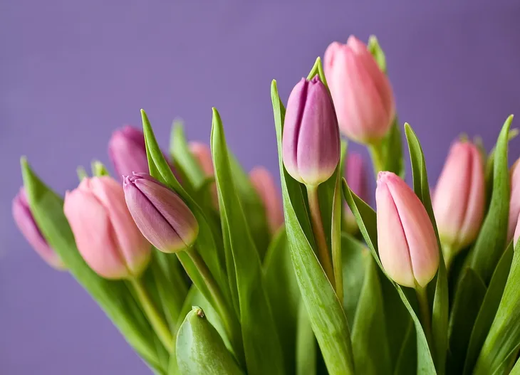 tulips-320151_1280.jpg