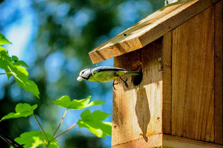flight-bird-flying-bird-house-large.jpg
