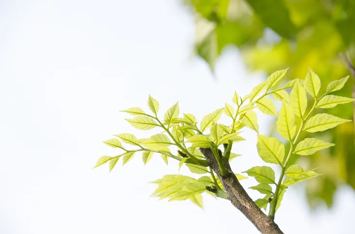 green-825143_1280.jpg